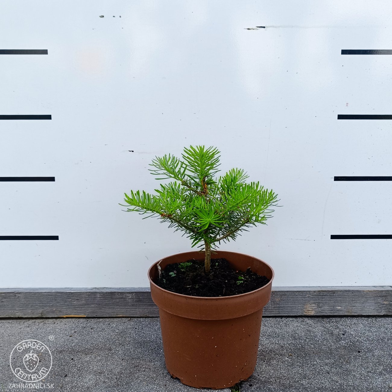 Obrázok Jedľa kórejská (Abies koreana) - výška 10-15 cm, kont. C2L